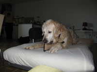  happy_dog.jpg 