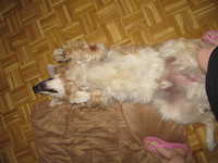  silly_dog.jpg 